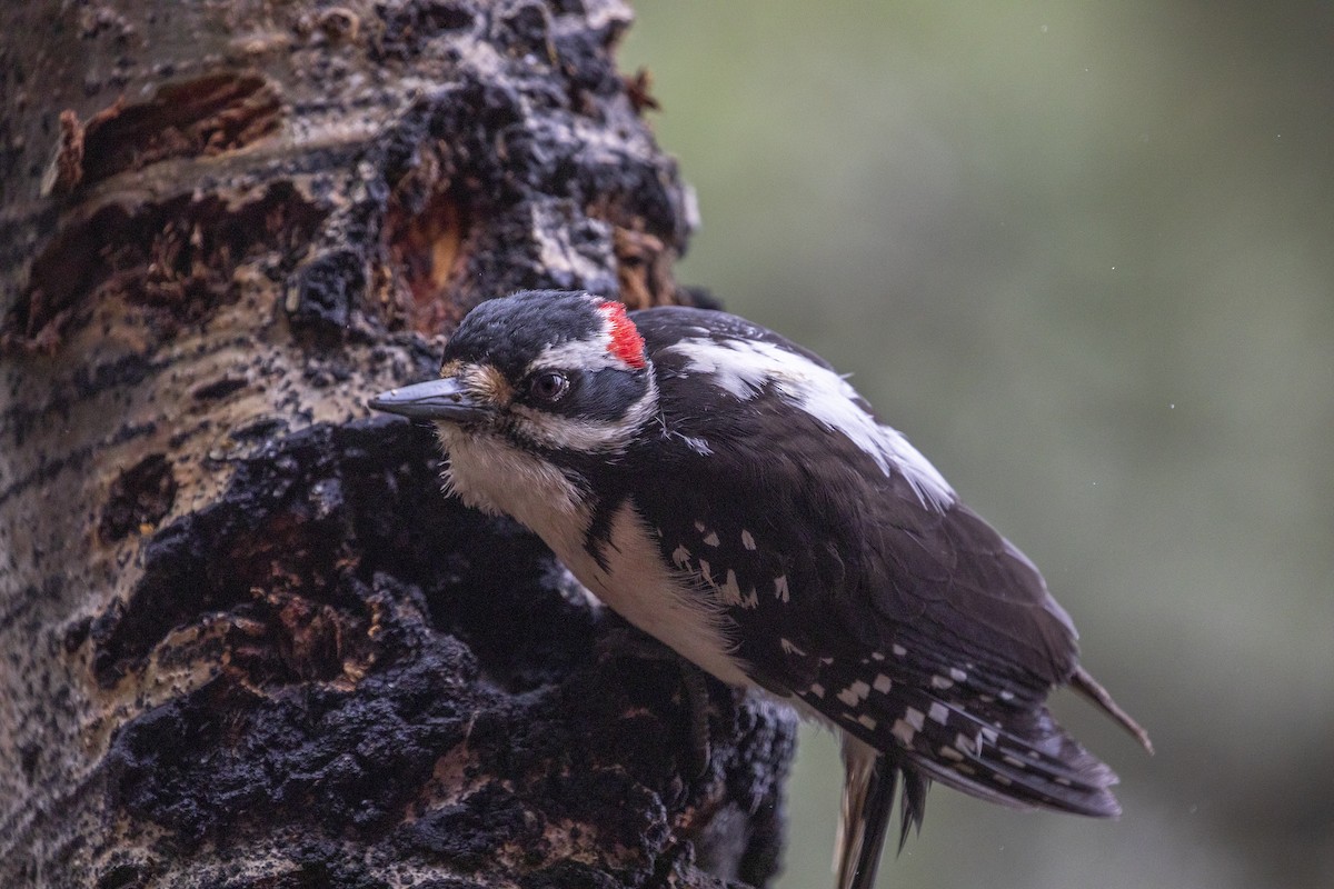 Hairy Woodpecker (Rocky Mts.) - Richard Bunn