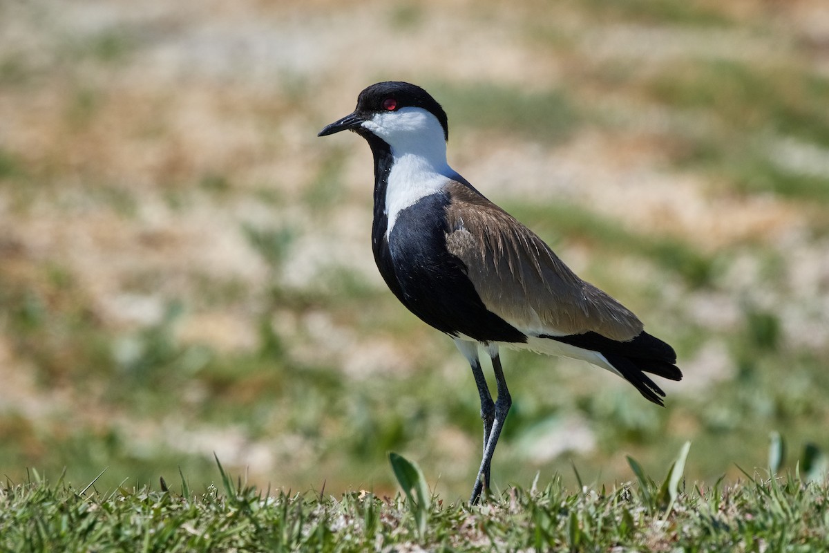 Spur-winged Lapwing - ML455651141