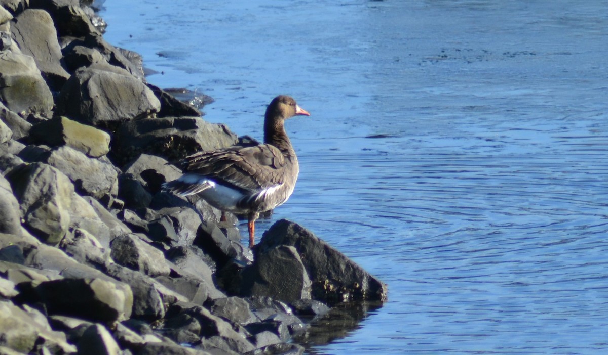 Greater White-fronted Goose - ML45565211