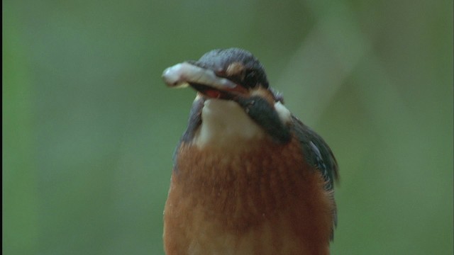 Common Kingfisher (Common) - ML455653