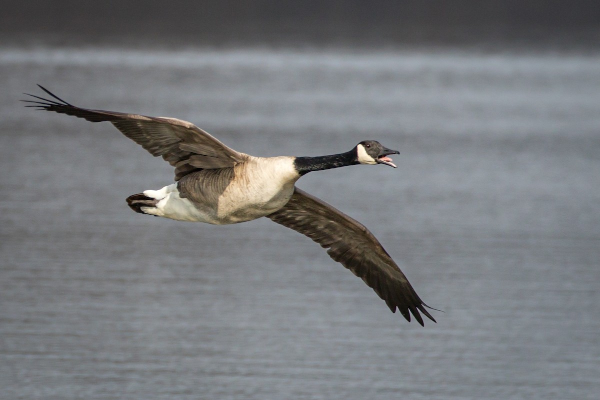 Canada Goose - Michael Warner