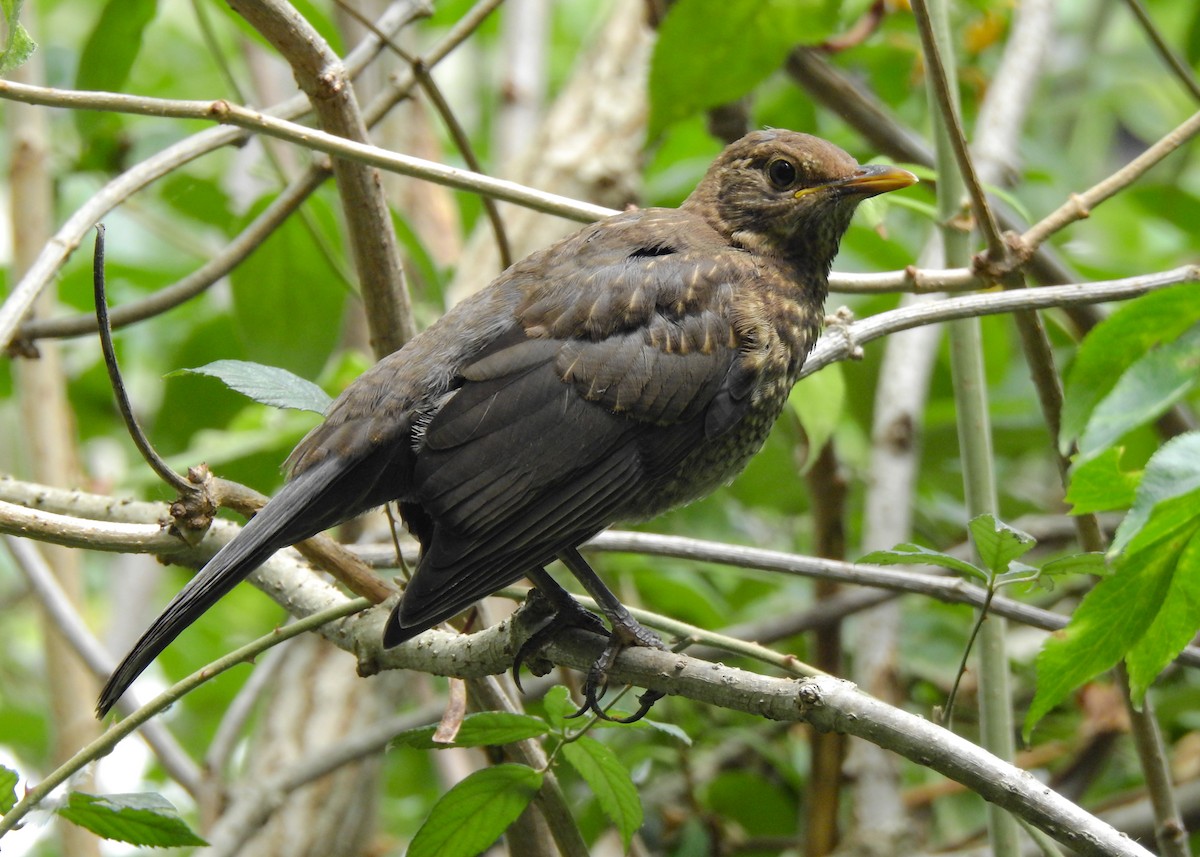 Eurasian Blackbird - ML455660151