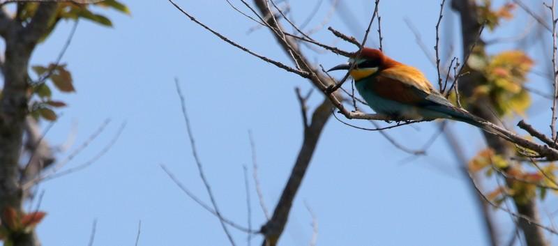 European Bee-eater - Kris Webb