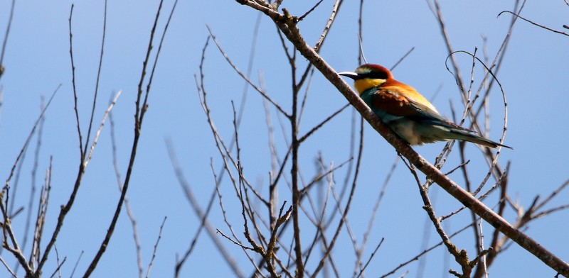 European Bee-eater - ML455661021