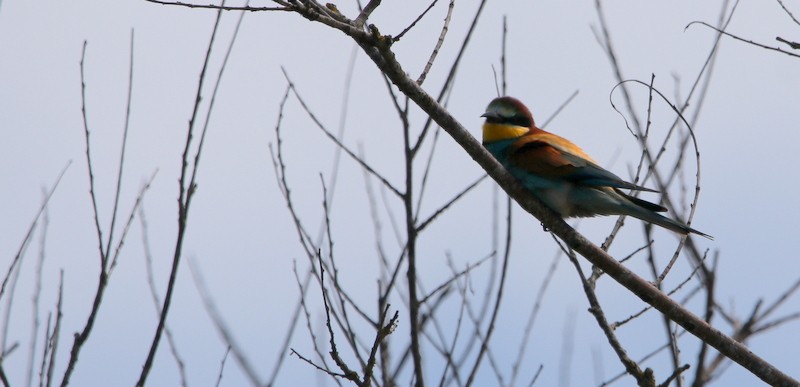European Bee-eater - ML455661051