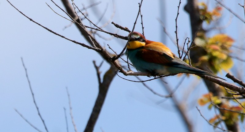 European Bee-eater - ML455661071