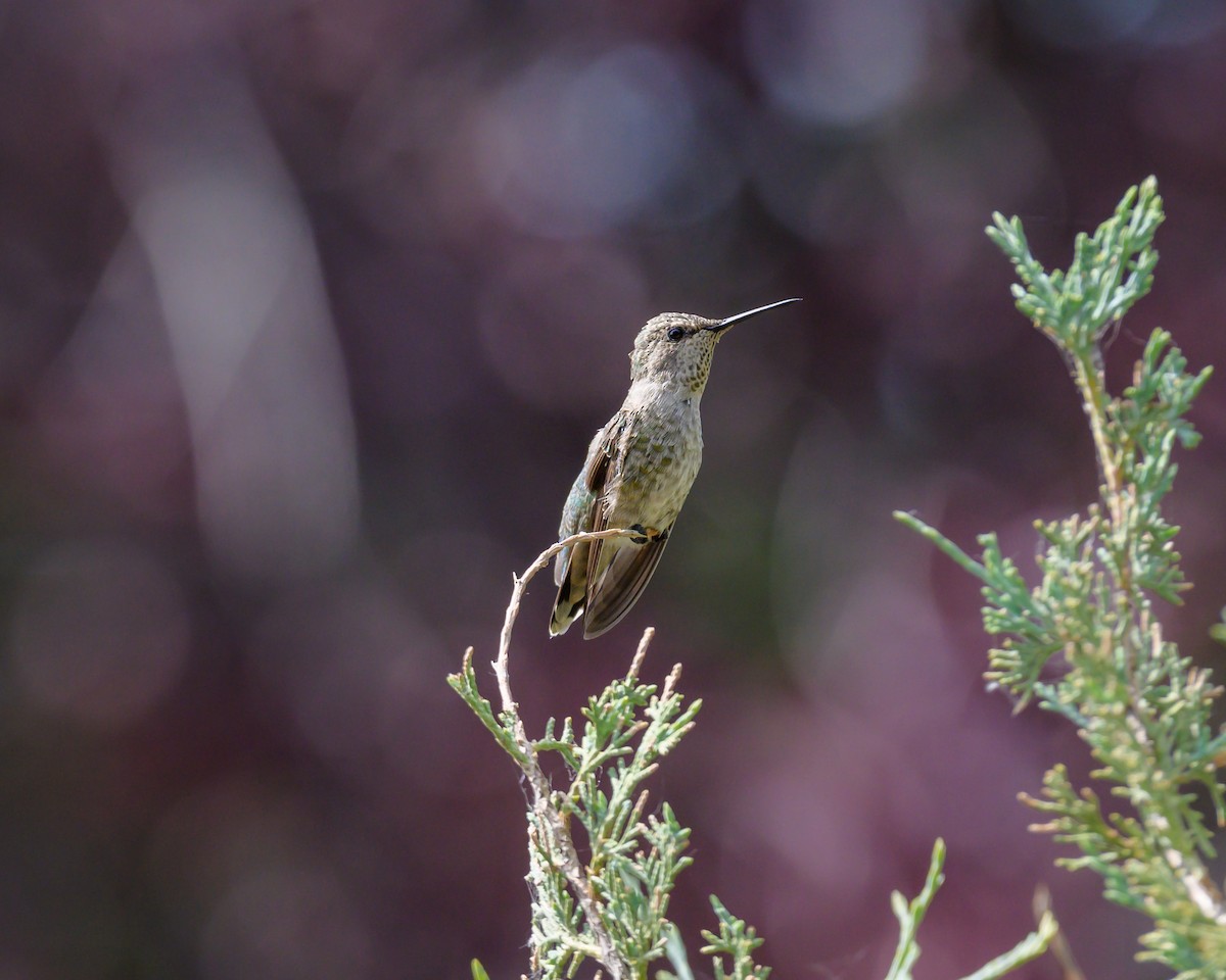 Anna's Hummingbird - ML455662581