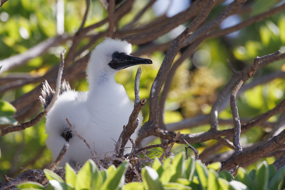 Red-footed Booby - ML455665401