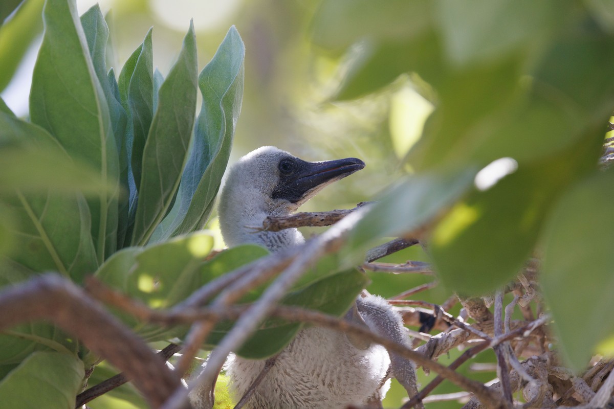 Red-footed Booby - ML455665471