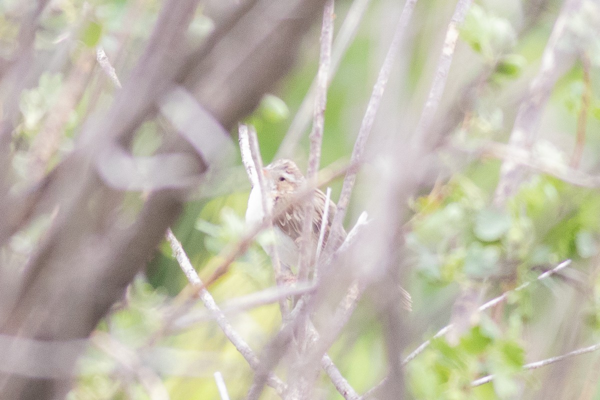 Clay-colored Sparrow - ML455675231