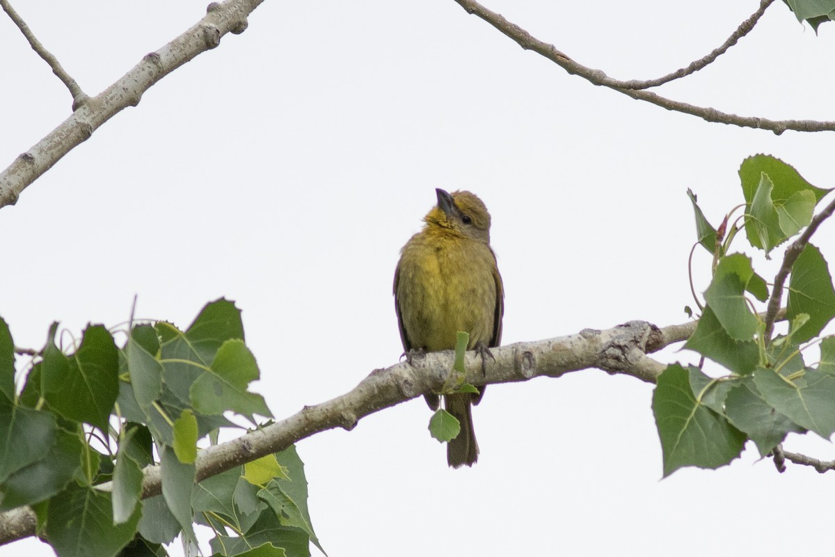 Hepatic Tanager - ML455675341