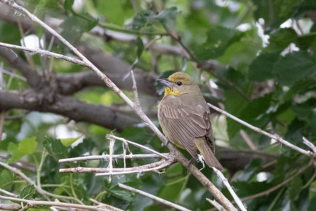 Hepatic Tanager - Nick Tepper