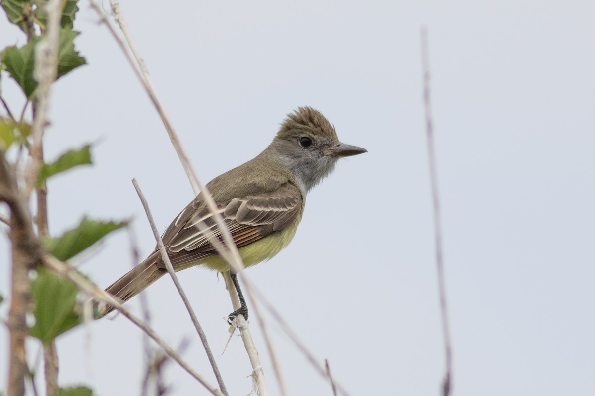 Great Crested Flycatcher - Nick Tepper