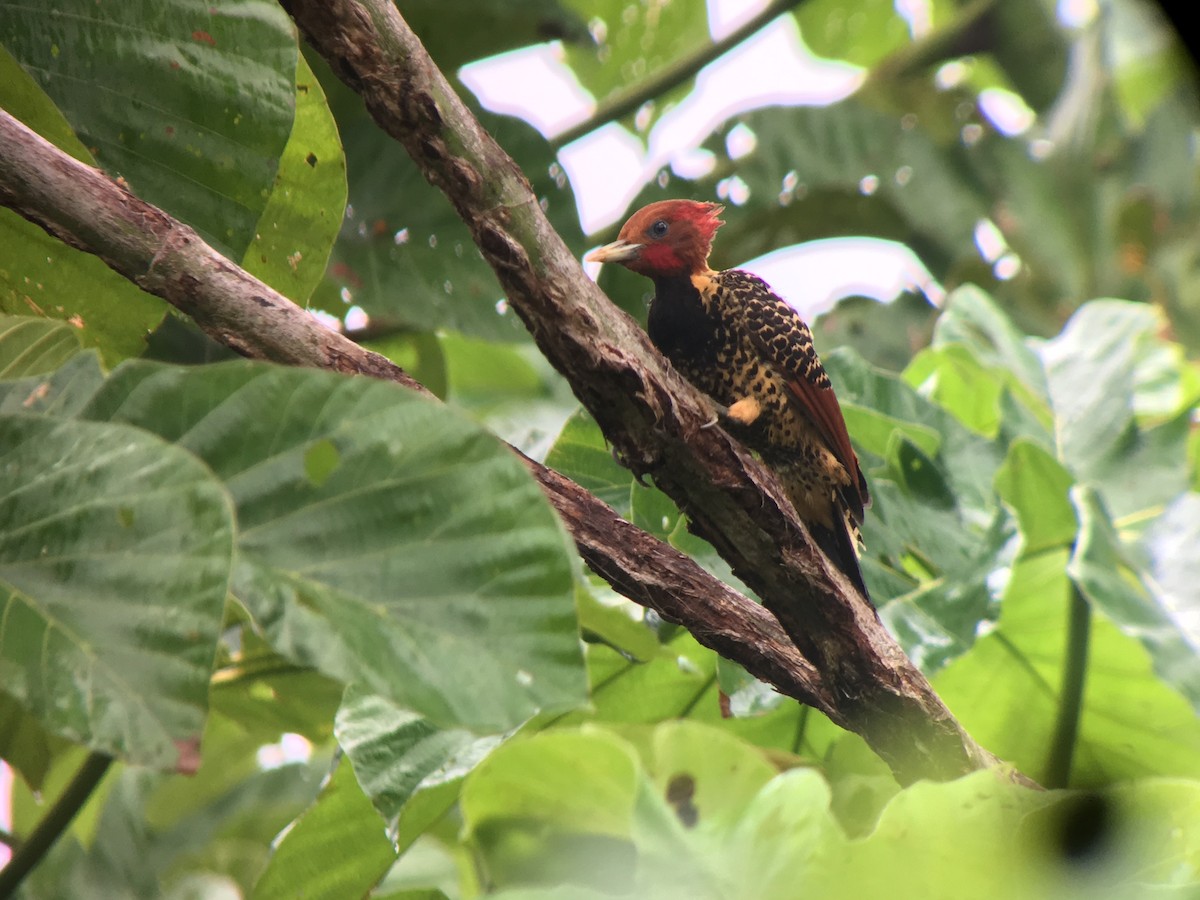 Rufous-headed Woodpecker - Doug Hendricks