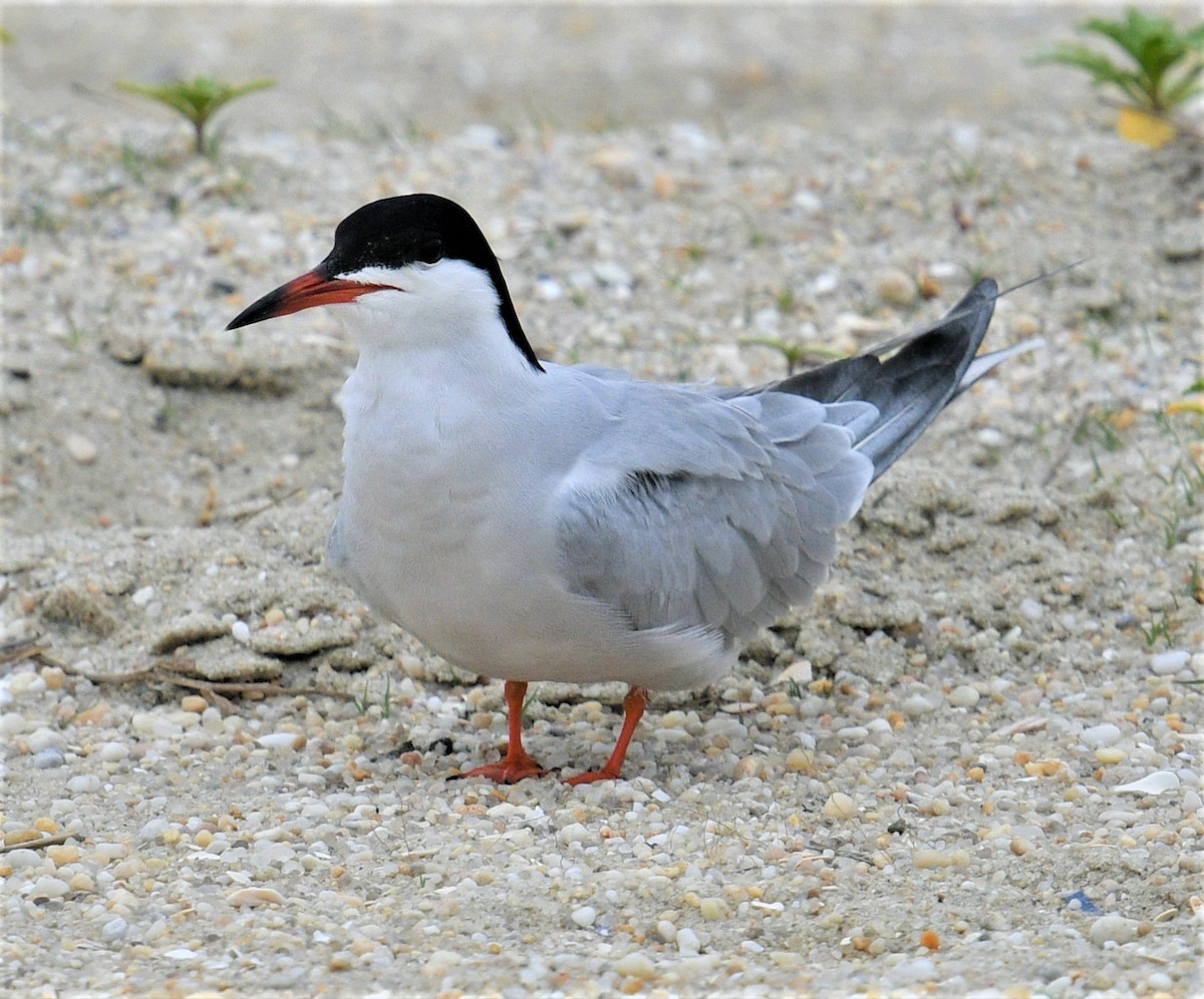 Common Tern - ML455684721
