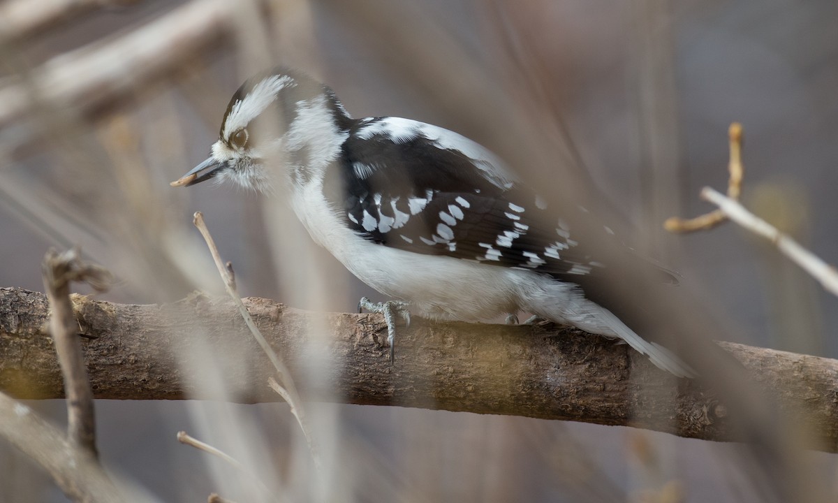 eBird Checklist - 28 Dec 2016 - Red Rocks Park - 16 species (+5 other taxa)