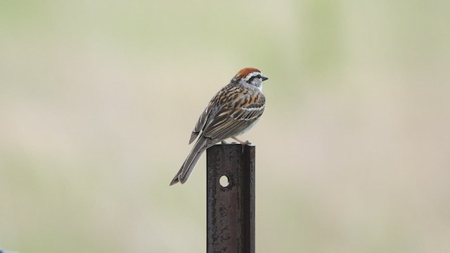 Chipping Sparrow - ML455690111