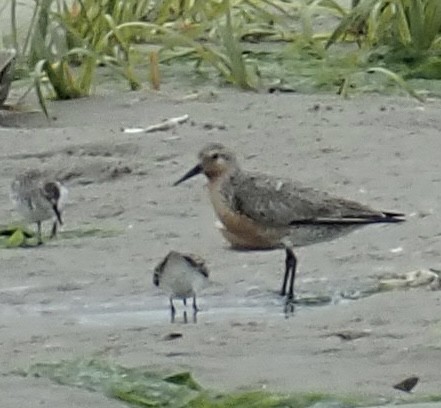 Red Knot - ML455690251