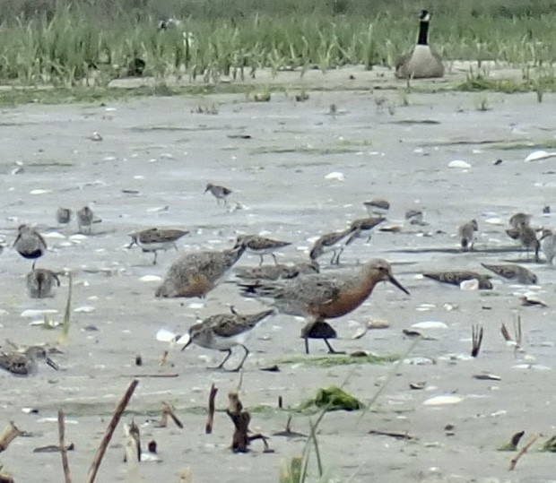 Red Knot - ML455690321