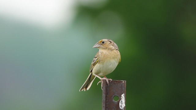 Grasshopper Sparrow - ML455690471