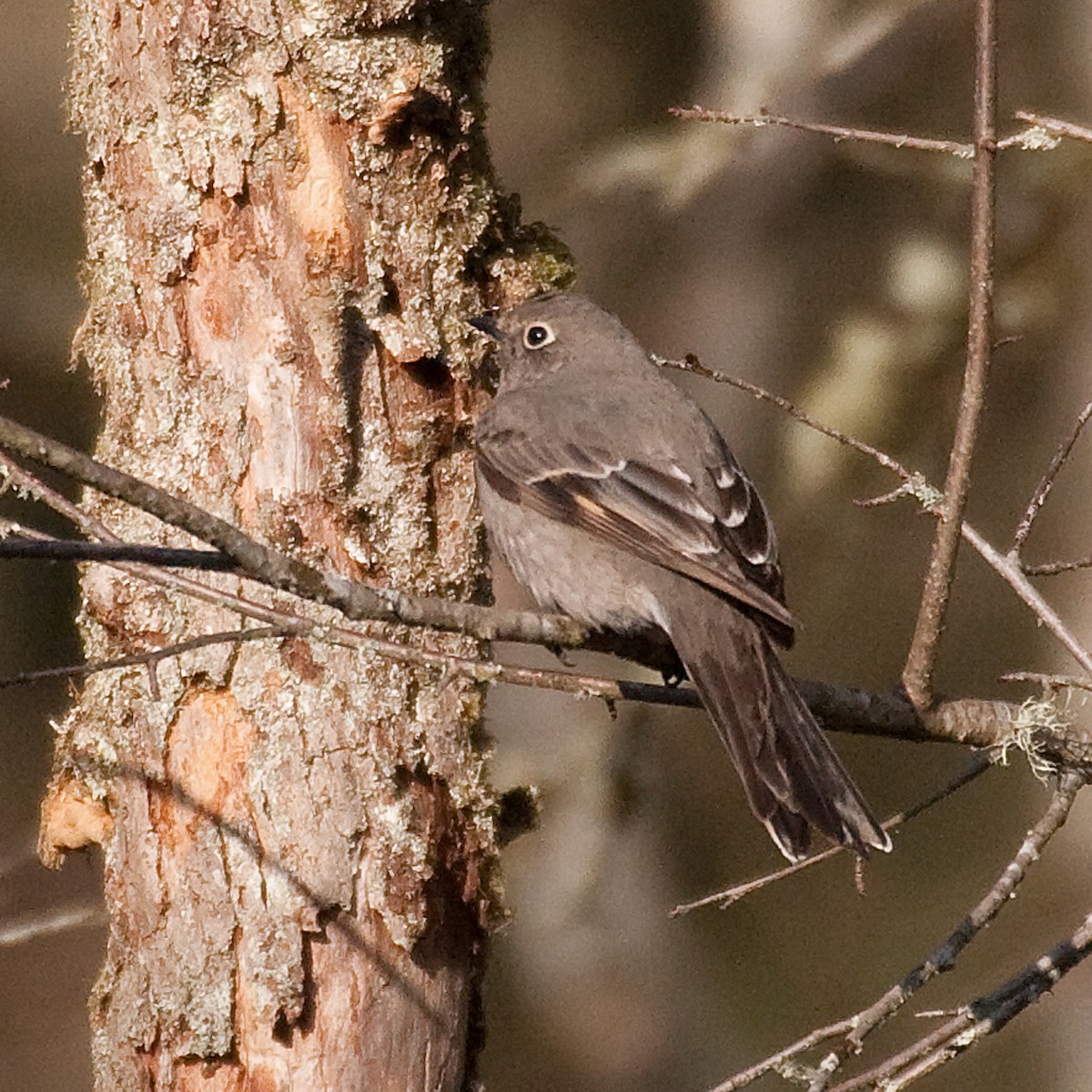 Townsend's Solitaire - Colin Clasen