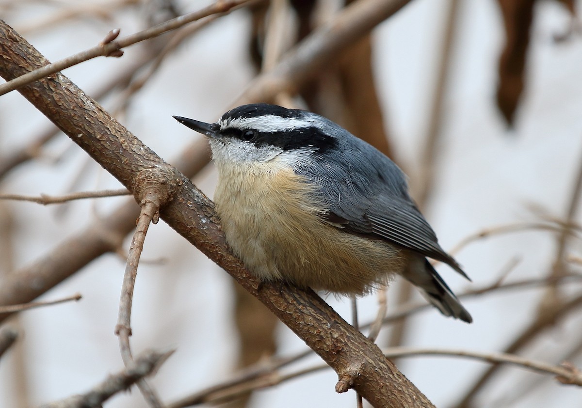Red-breasted Nuthatch - Stephen Altic
