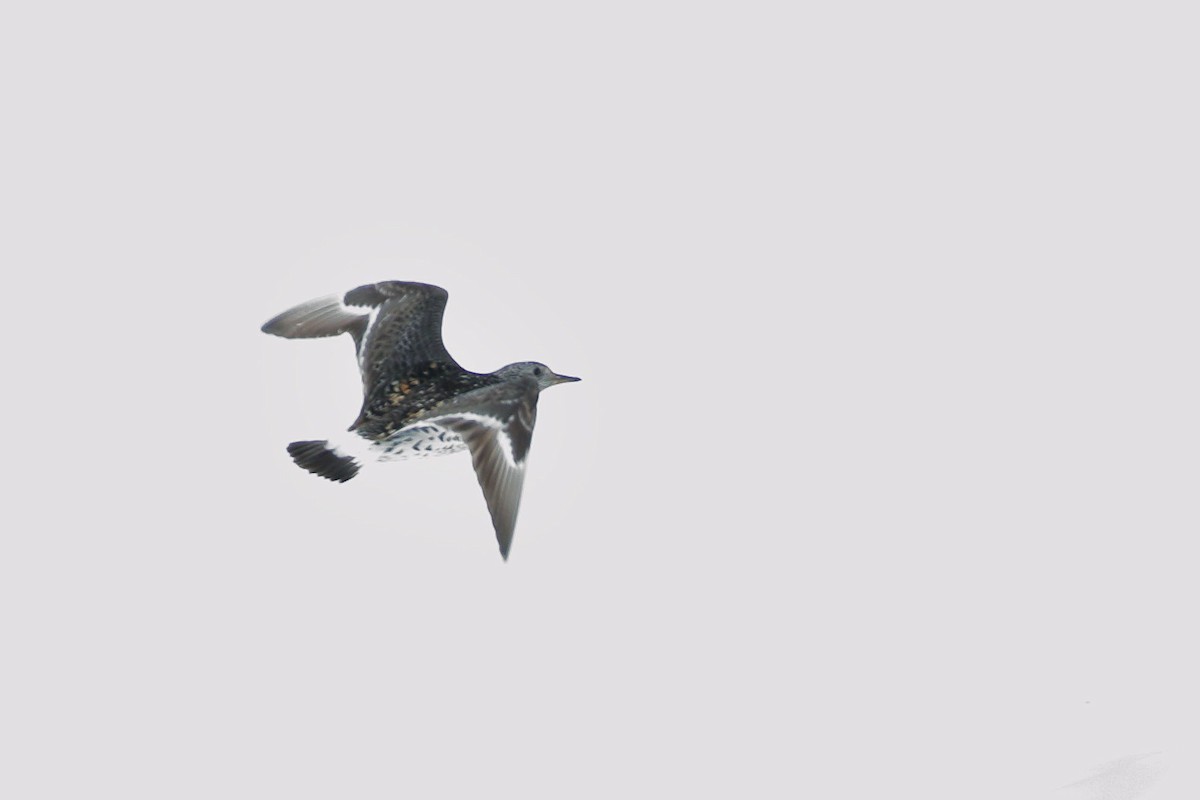 Pasifik Kumkuşu - ML455701981