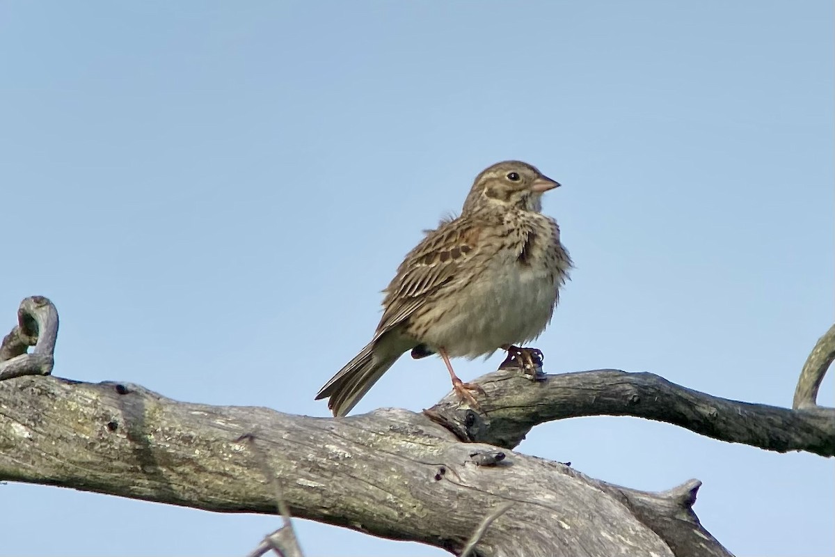 Vesper Sparrow - ML455702821