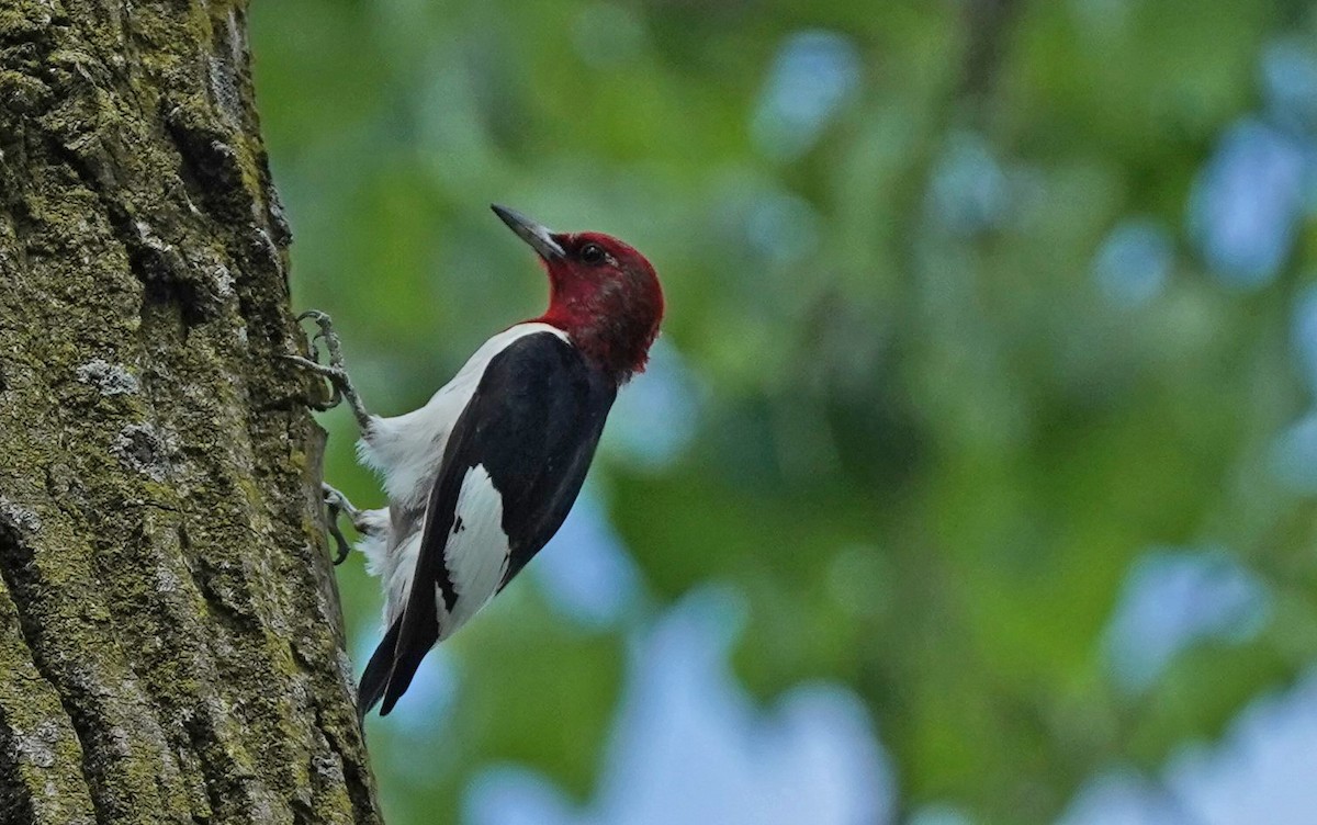 Red-headed Woodpecker - ML455711281