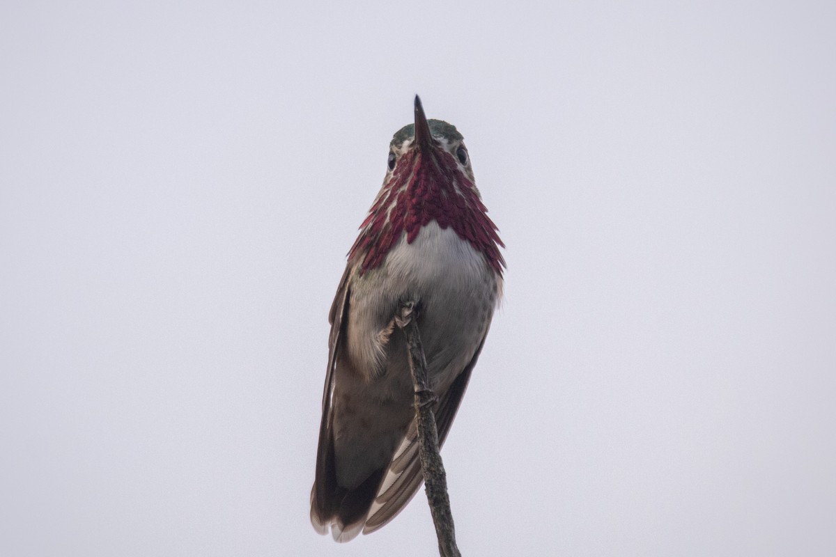 Calliope Hummingbird - ML455712401