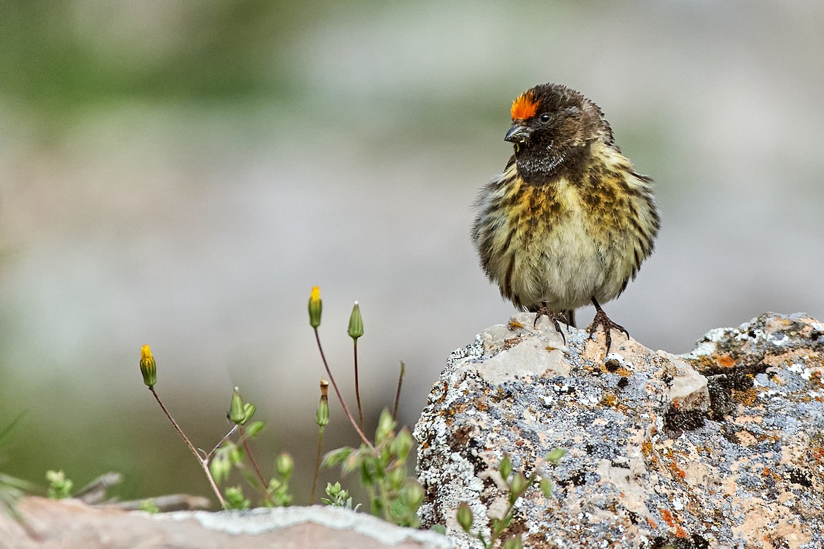 Fire-fronted Serin - ML455724191