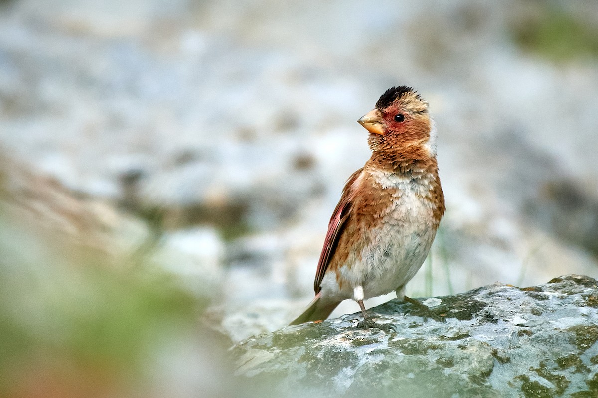 Crimson-winged Finch (Eurasian) - ML455726721