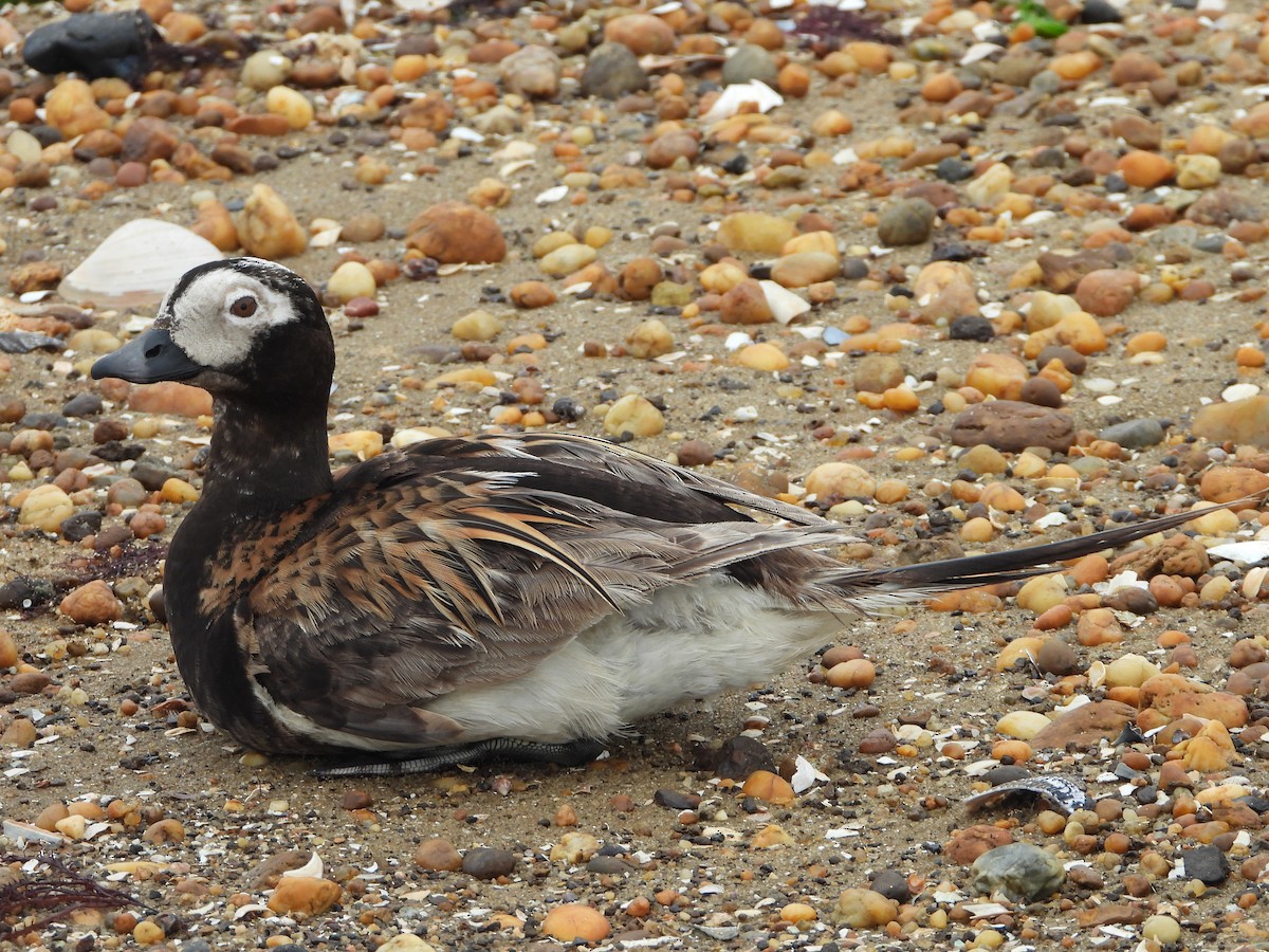 Long-tailed Duck - Andrew Spears