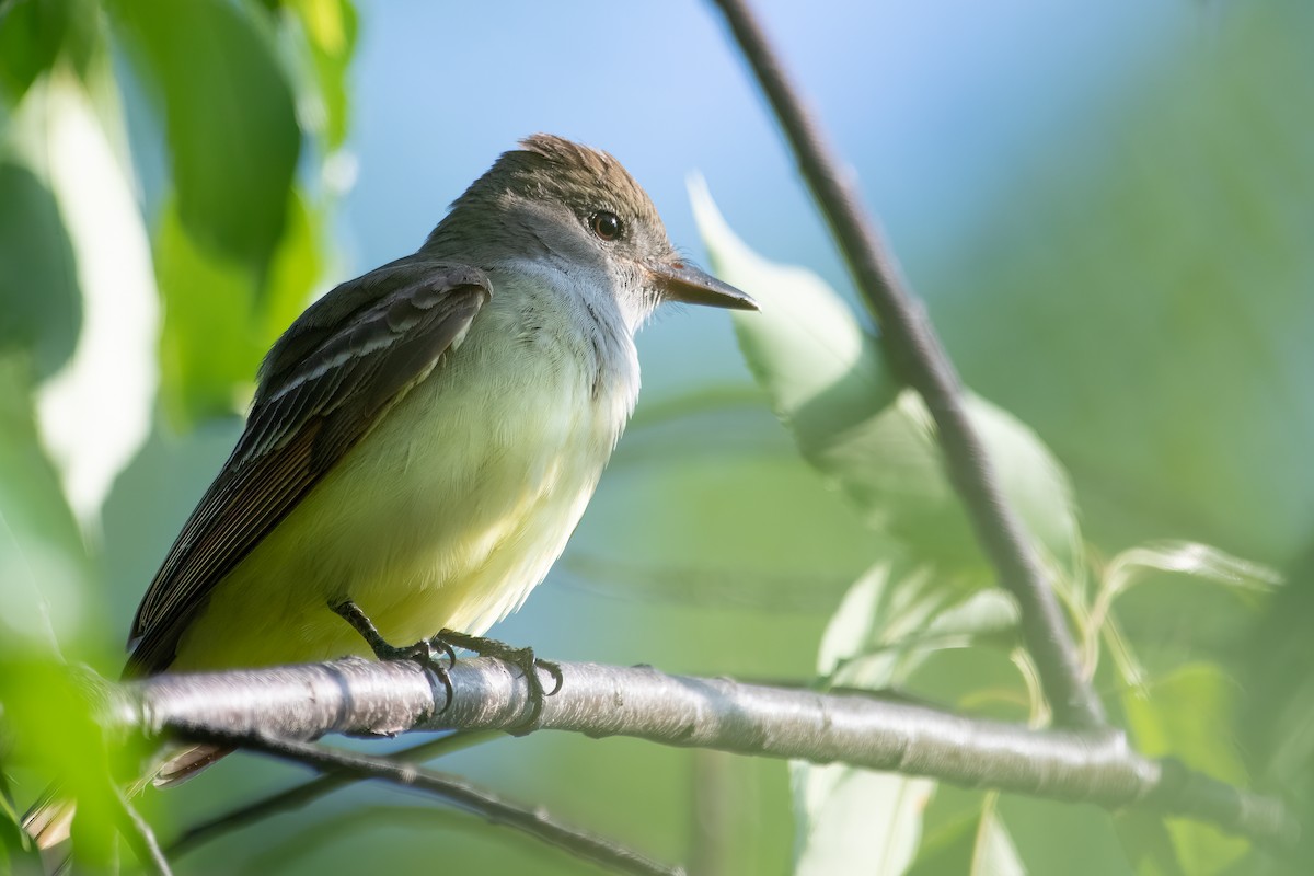 Great Crested Flycatcher - ML455738551