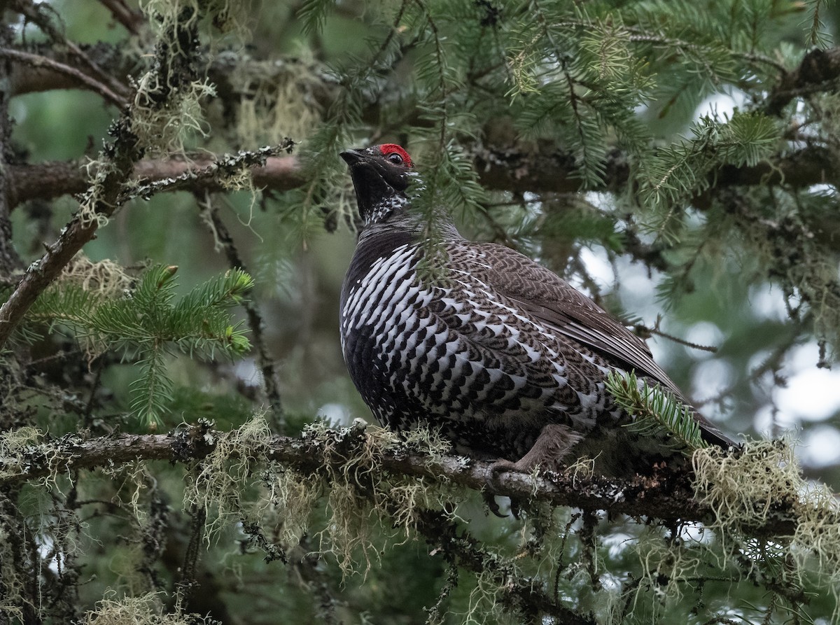 Spruce Grouse - Clemence Wong