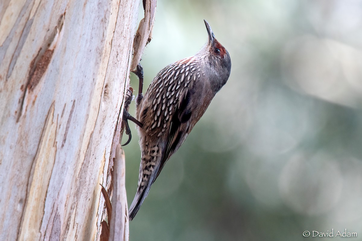 Red-browed Treecreeper - ML455752991