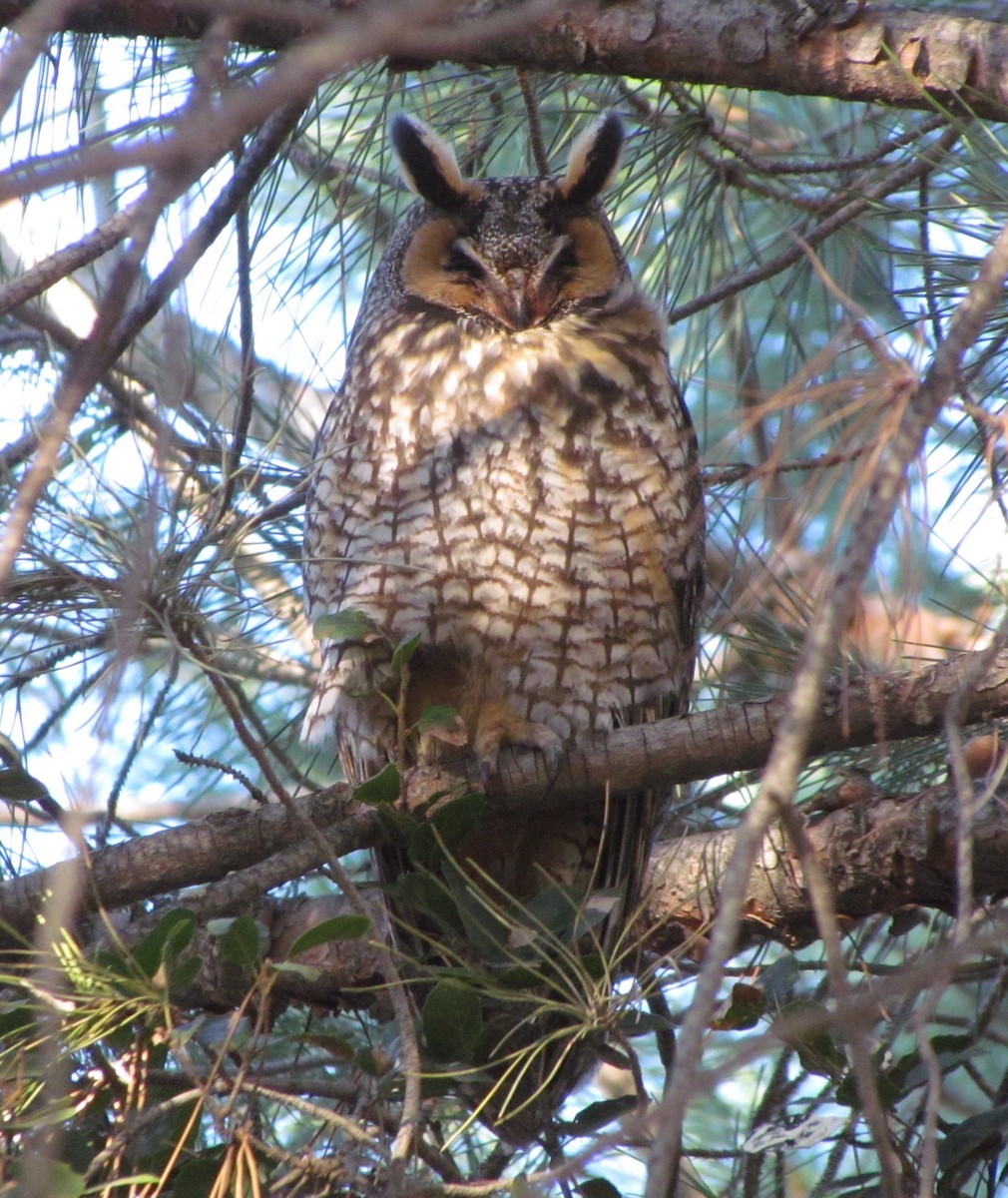 Long-eared Owl - Darren Dowell