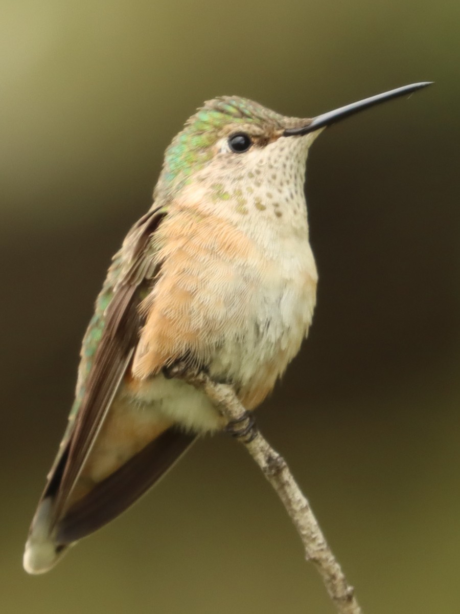 Broad-tailed Hummingbird - Brad Biggerstaff