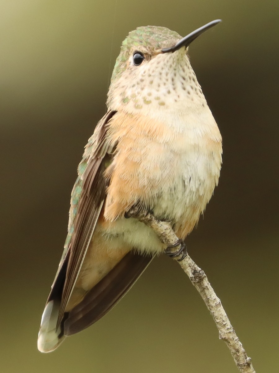 Broad-tailed Hummingbird - ML455754651