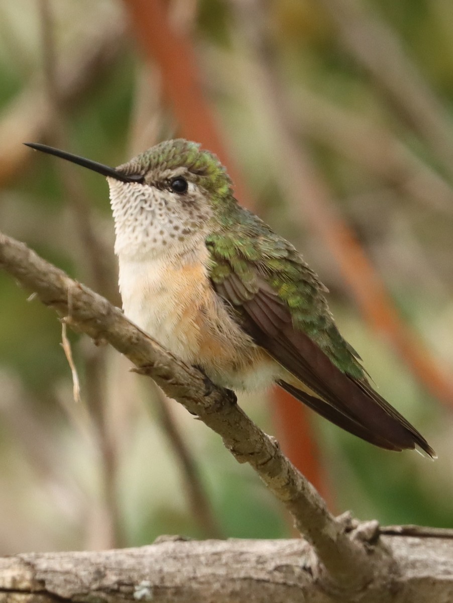 Broad-tailed Hummingbird - Brad Biggerstaff
