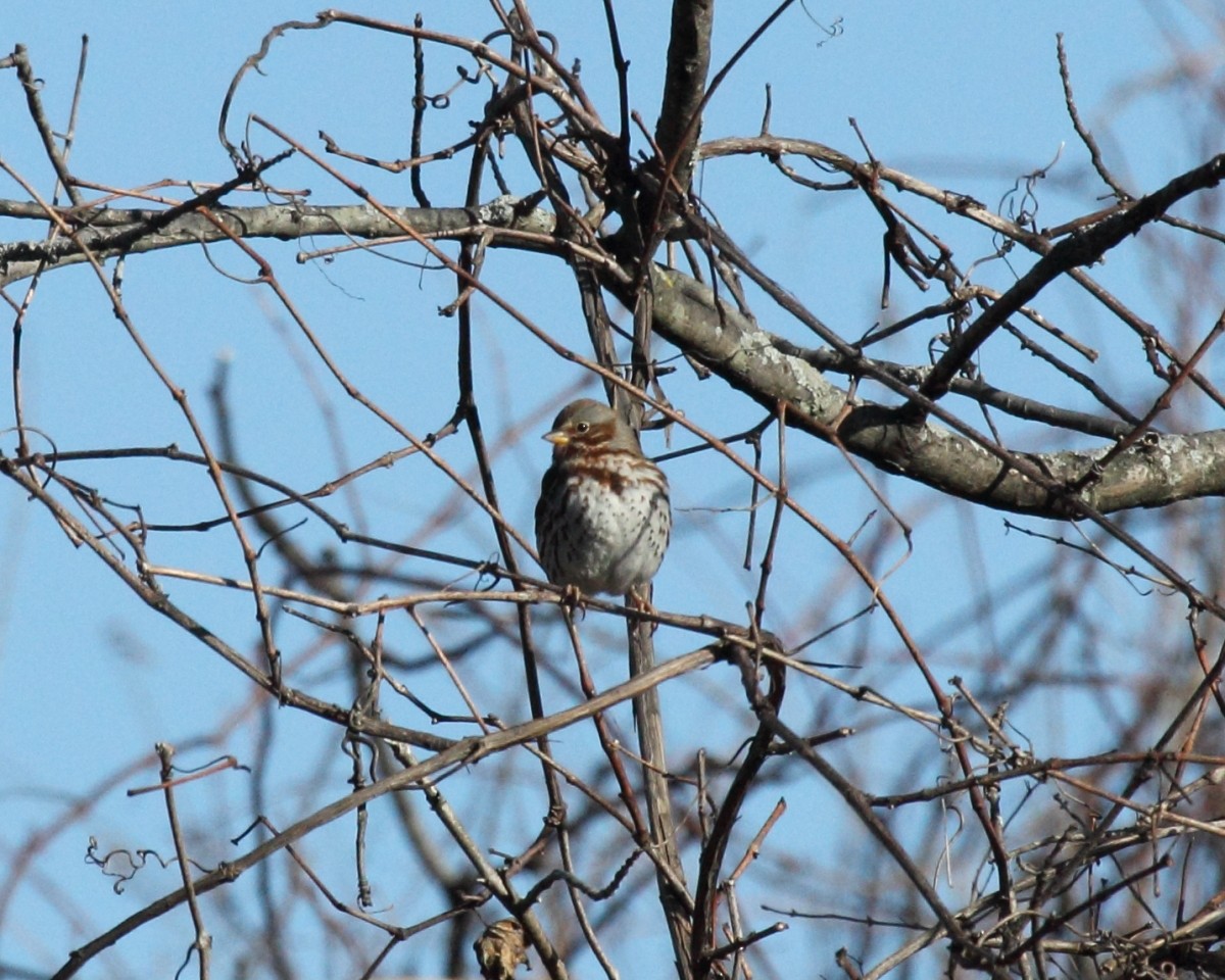 Fox Sparrow (Red) - ML45575521