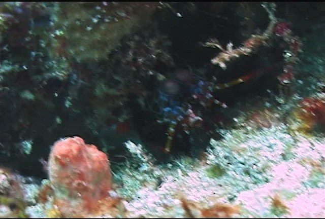 Mantis Shrimp - ML455762