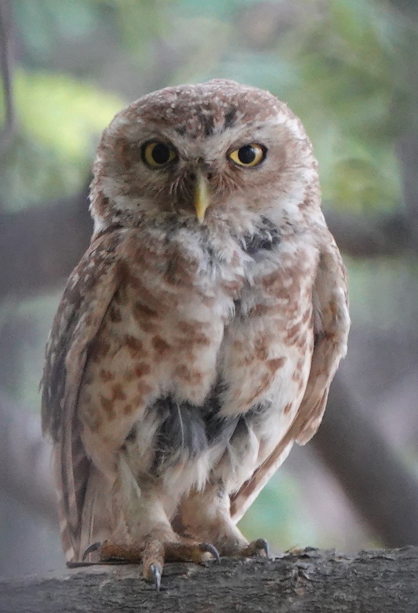 Spotted Owlet - ML455762071