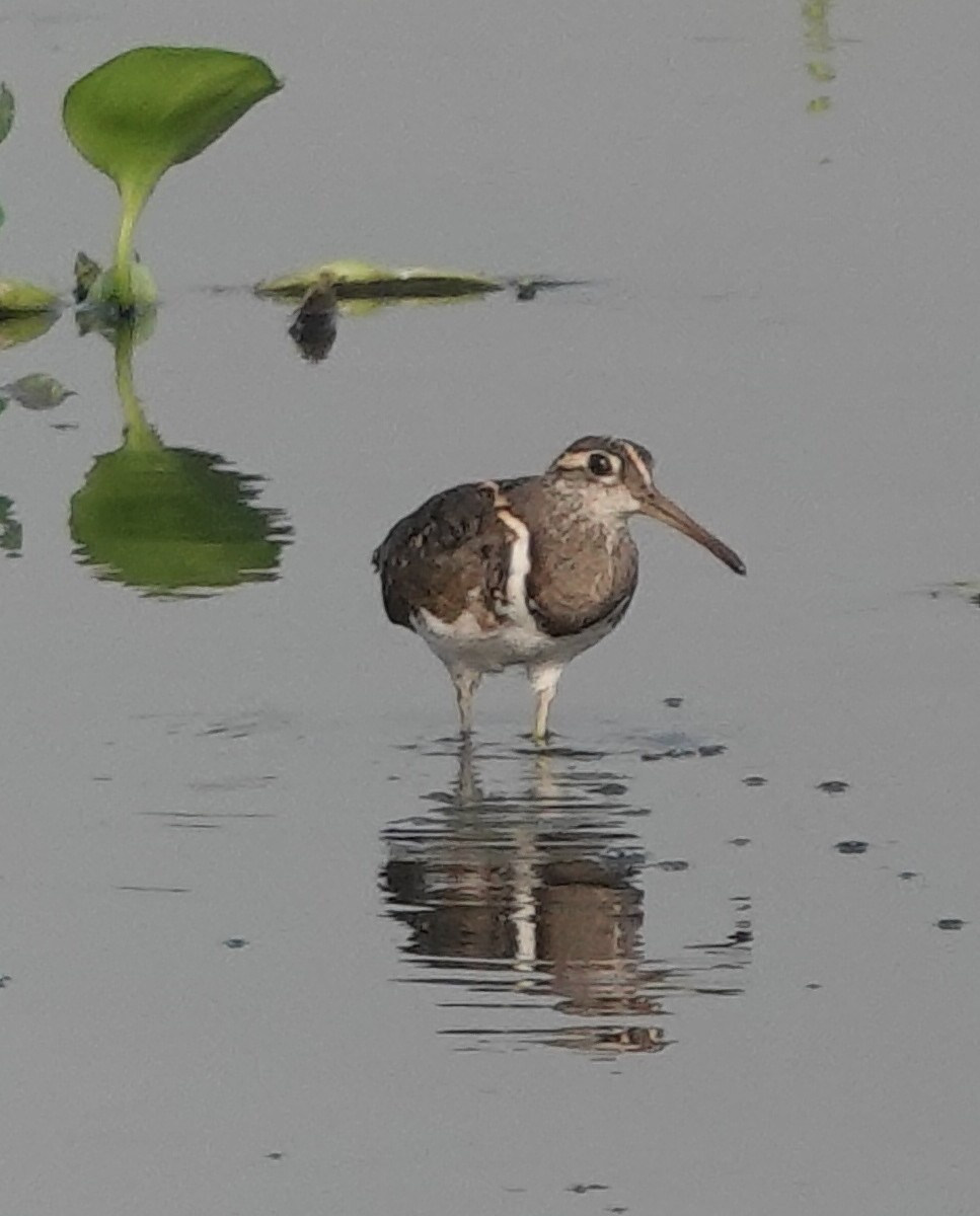 Greater Painted-Snipe - Stray Feather