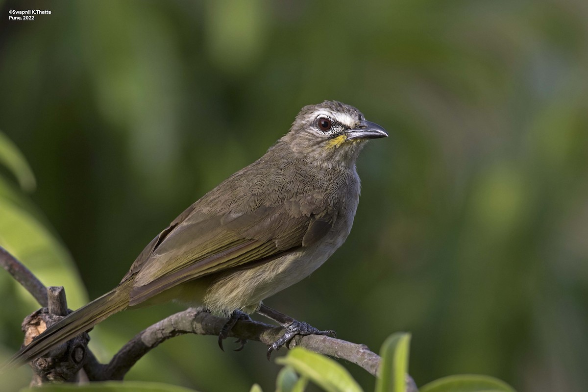 White-browed Bulbul - Swapnil Thatte