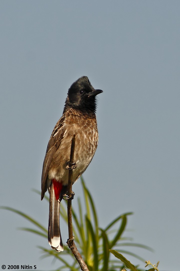 Red-vented Bulbul - ML455765361