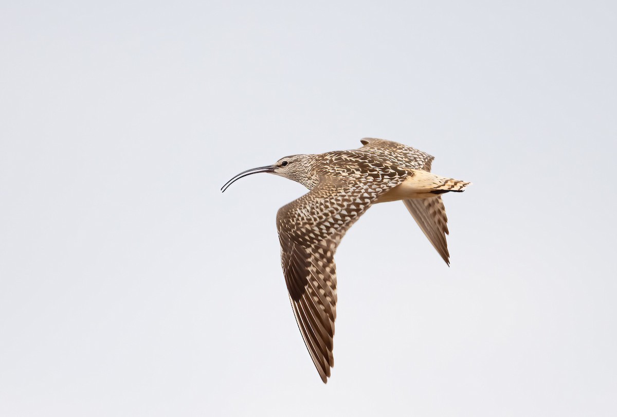 Bristle-thighed Curlew - ML455765951