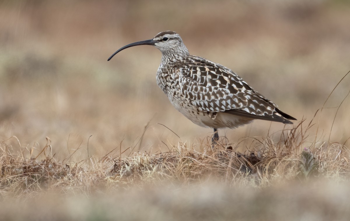 Bristle-thighed Curlew - ML455768071