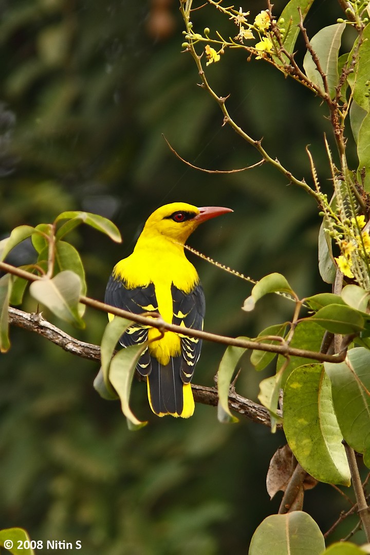 Indian Golden Oriole - ML455769121