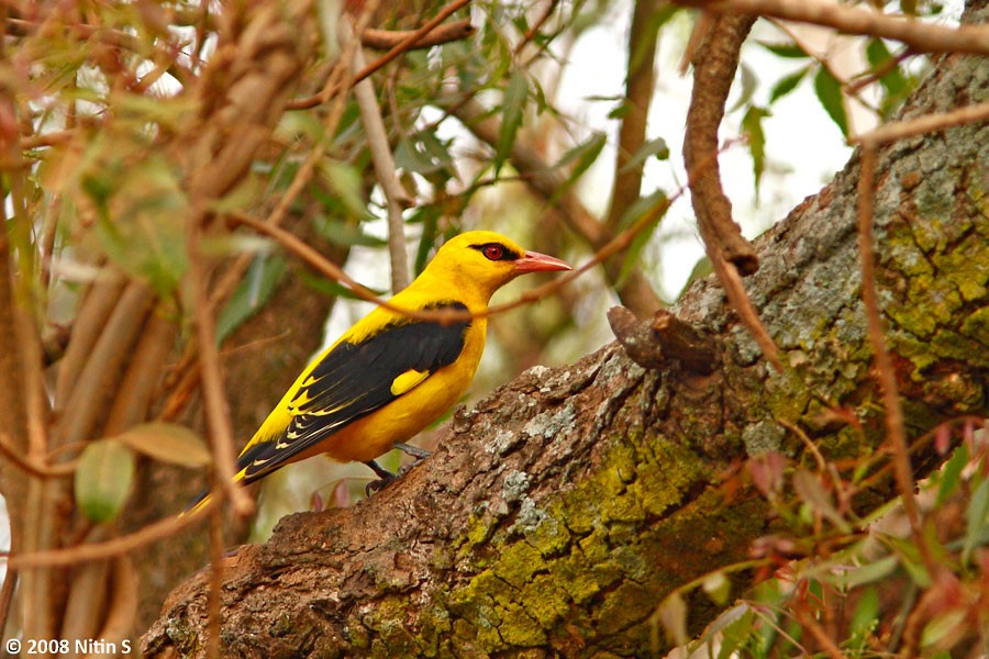 Indian Golden Oriole - ML455769131